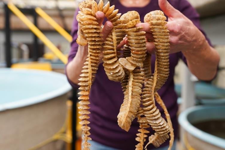 Two hands hold up several strands of whelk egg casings in the Coastal Marine Lab.