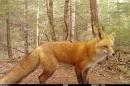 A photo of a red fox captured by a camera trap in 新汉普郡